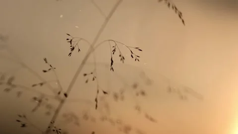 Dry blurred grass in soft wind at sunset Video stock 228070129