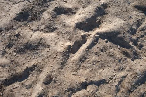 Dry bottom with algae after low tide. Abstract background. Stock-Fotos