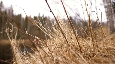 Dry branch background. Dead branches. on the background of the river Stockbeeldmateriaal 128366779