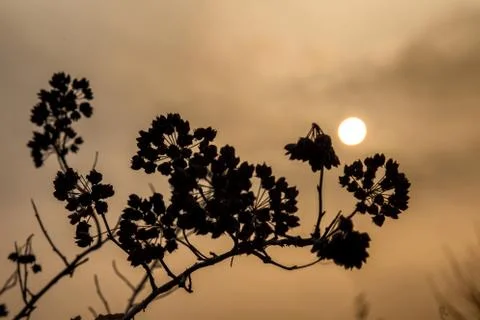 Dry branch on the background of the sunset Stock Photos