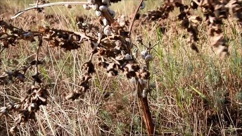 A dry branch being eaten by small gray snails Stock Footage 77861748