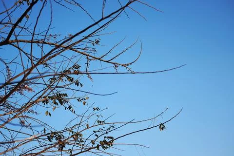 Dry Branch on blue sky with sunlight Stock Photos