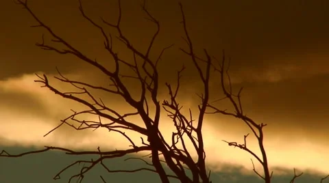 Dry Branch &amp; Clouds HD Stock Footage 41148873