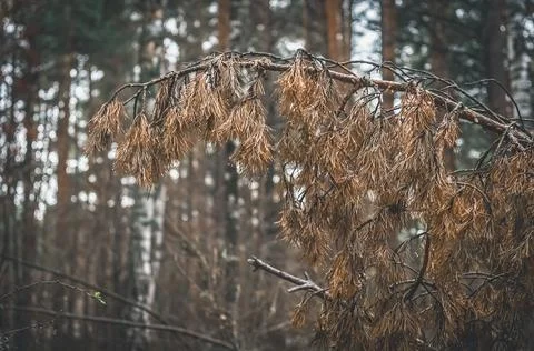Dry branch of a coniferous tree. Background of nature. Dried needles. Selective Stock Photos