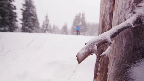 Dry branch covered with snow during winter Vídeos de archivo 83865580