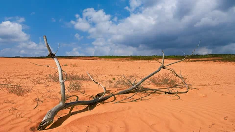 Dry branch is in the desert time lapse scene Stock-Footage 267953582