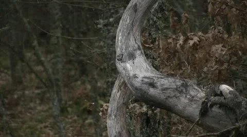 Dry Branch 库存影片 10744238