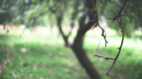 Dry branch Stock Footage 35260385