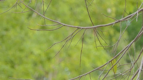 Dry branch on a green leaf background. Effect of drought disaster. Stock Footage 107632409