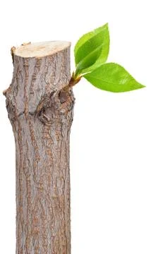 Dry branch with leaf buds Stock Photos