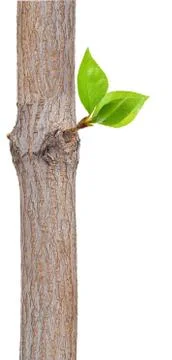 Dry branch with leaf buds Stock Photos