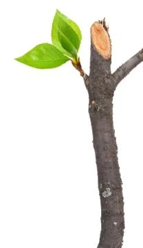 Dry branch with leaf buds Stock Photos