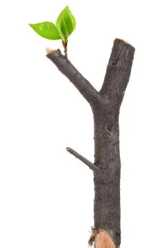 Dry branch with leaf buds Stock Photos