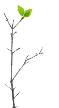 Dry branch with leaf buds Stock Photos