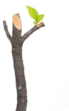 Dry branch with leaf buds Stock Photos