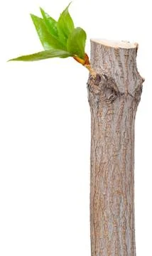 Dry branch with leaf buds Stock Photos