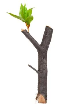 Dry branch with leaf buds Stock Photos