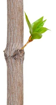 Dry branch with leaf buds Stock Photos