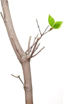 Dry branch with leaf buds Stock Photos