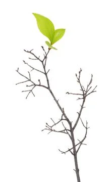 Dry branch with leaf buds Stock Photos