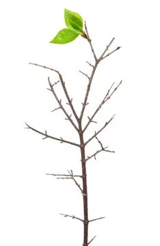 Dry branch with leaf buds Stock Photos