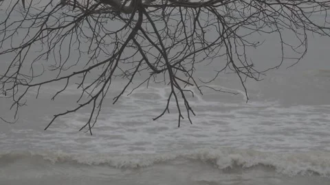 Dry Branch with Ocean Background in Calm Coastal Scene  S-Log3 Stock Footage 313092310