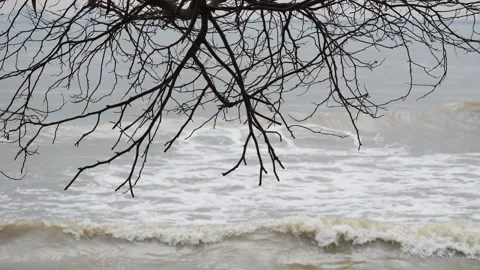 Dry Branch with Ocean Background in Calm Coastal Scene Stock Footage 313092333