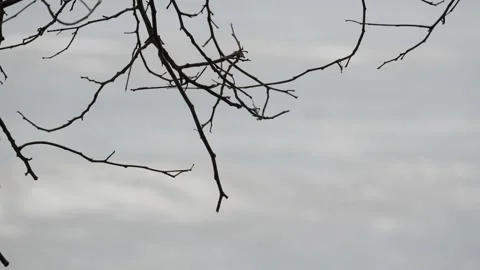 Dry Branch with Ocean Background in Calm Coastal Scene Stock Footage 313092334