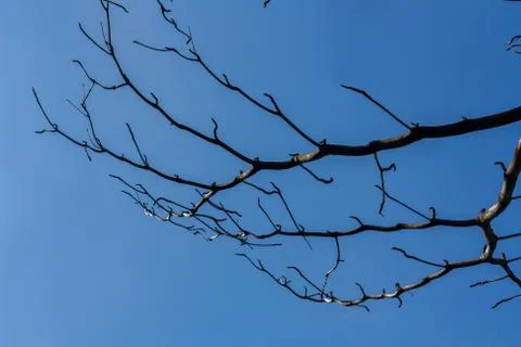 Dry branch Foto stock