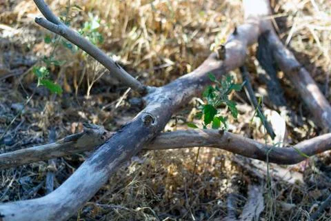Dry branch Foto stock