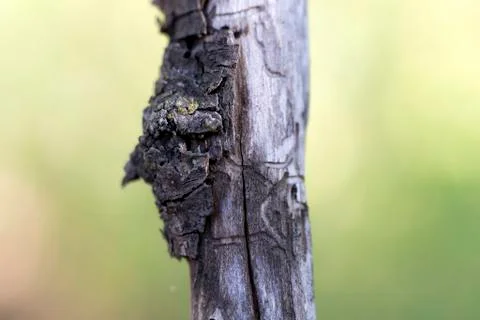 Dry branch Stock Photos
