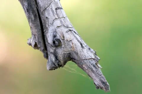 Dry branch Stock Photos