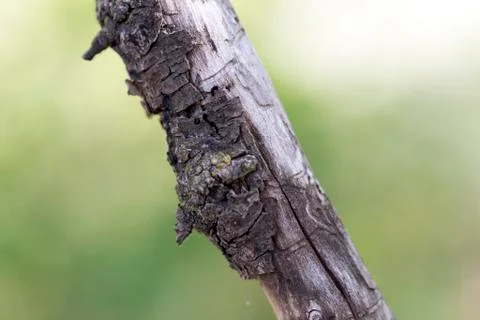 Dry branch Stock Photos