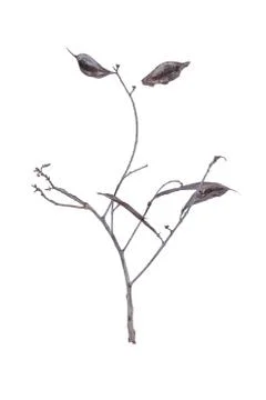 The dry branch Stock Photos