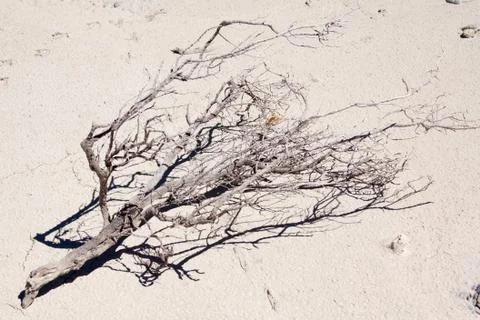 Dry branch Stock Photos
