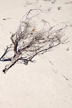 Dry branch Stock Photos