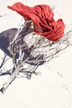 Dry branch Stock Photos