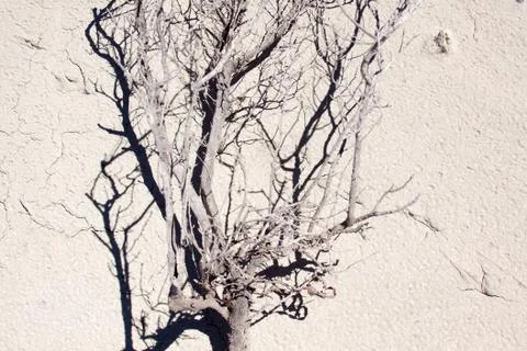Dry branch Stock Photos
