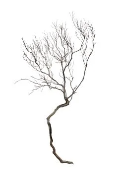 Dry branch Stock Photos