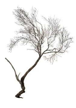 Dry branch Stock Photos