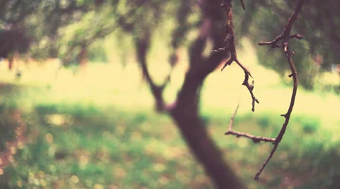 Dry branch (RAW color) Video stock 35296548