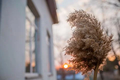 Dry branch of reeds against the background of a blurred house and the setting Stock Photos