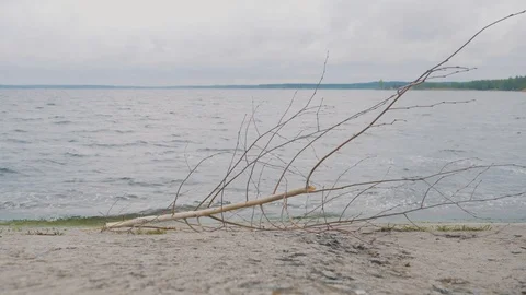 Dry branch on the shore Stock Footage 107742579
