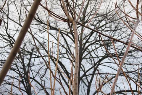 Dry branch texture under clear sky Stock Photos