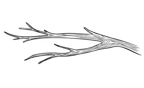 Dry Branch of a tree. Vector illustration of leafless Bough. Hand drawn old bare Stock Illustration