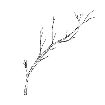 Dry branch. Vector illustration. Isolated object on white. Stock Illustration