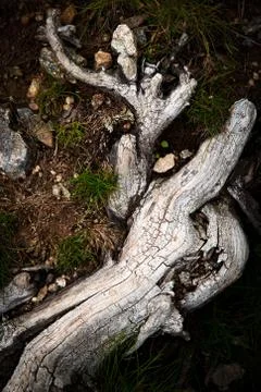Dry branched gray root Stock Photos
