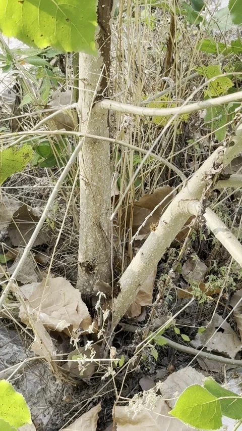 Dry Branches and Dead Vegetation Near Tree Base Stock Footage 345845028