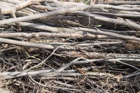 Dry branches and tree trunks-natural, organic background, texture Stock Photos