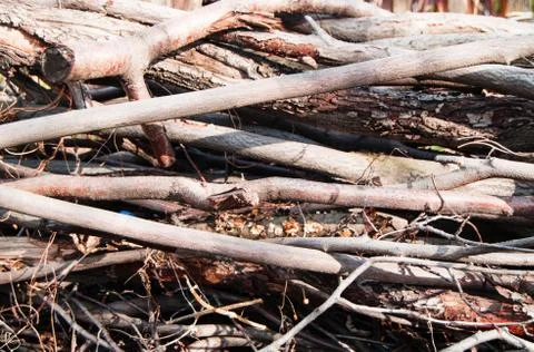 Dry branches and tree trunks-natural, organic background, texture Stock Photos